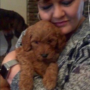 Meet your Posher, Leesa